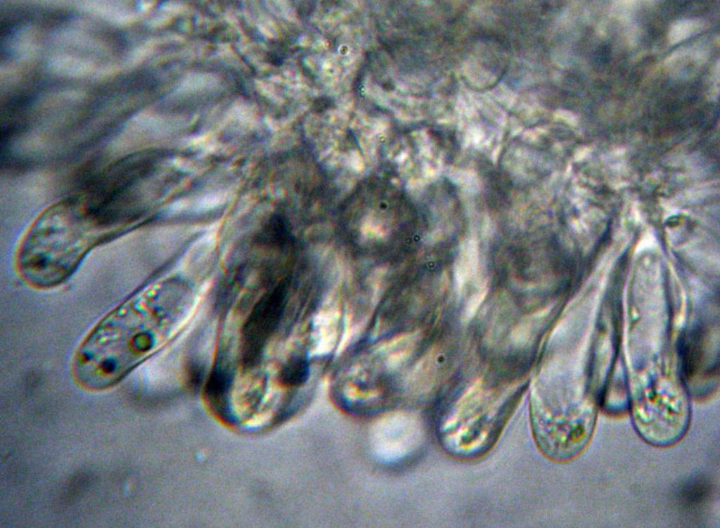 Inocybe (forse) con micro